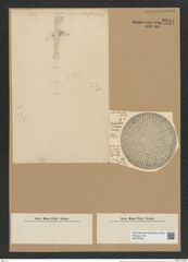 Coscinodiscus kurzii Grun. (de-Toni-Nr.: Genus 202, Species 5061) Zeichnungen Sammlung Grunow Nr. 8814 (NHMW-BOT-W0378425)